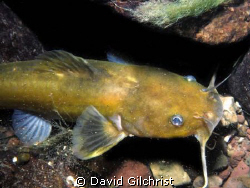 Yellow Bullhead Catfish in Niagara River during night dive. by David Gilchrist 